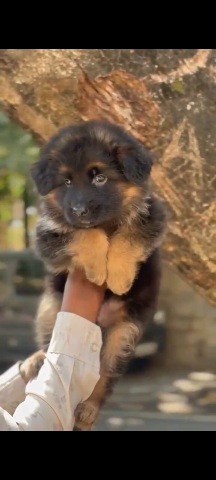 Purchase KCI Registered German Shepherd Puppy from  India